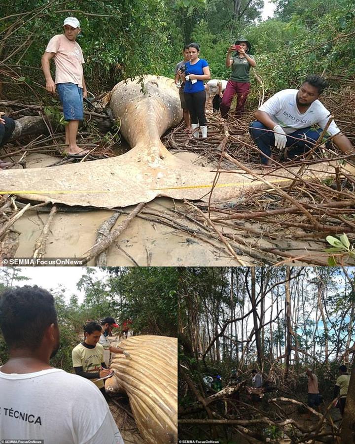 Paus Bungkuk Mati Misterius di Hutan Amazon