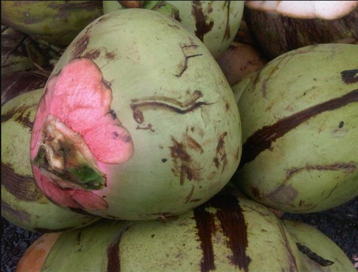 Minum Degan Hijau untuk Mengusir Mabuk Durian