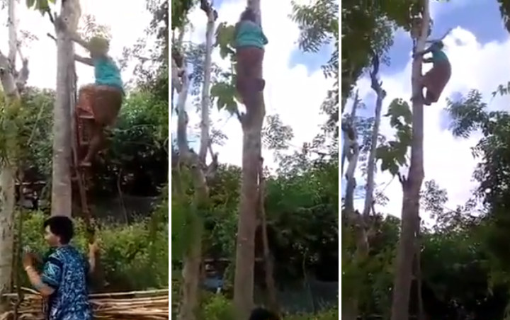 Viral Nenek-Nenek Ini Bak Spiderman Lincah Panjat Pohon Tanpa Bantuan Pengaman 