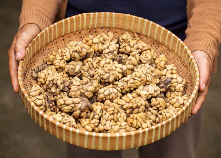 Kopi Luwak yang Unik Banget