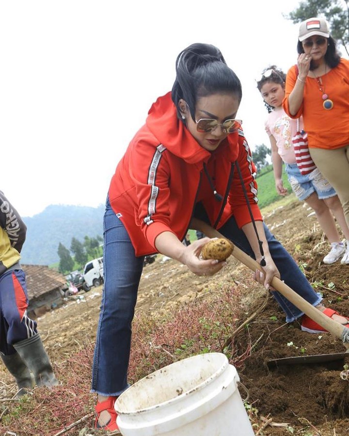 Krisdayanti Tak Ragu Bantu Warga Panen Kentang