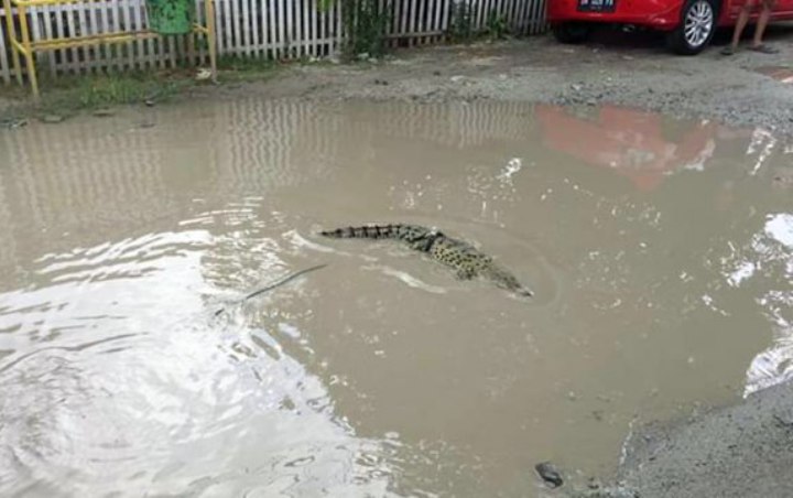 Warga Gorontalo Protes Jalan yang Rusak Selama 10 Tahun Dengan Cara Lepas Buaya di Genangan Air