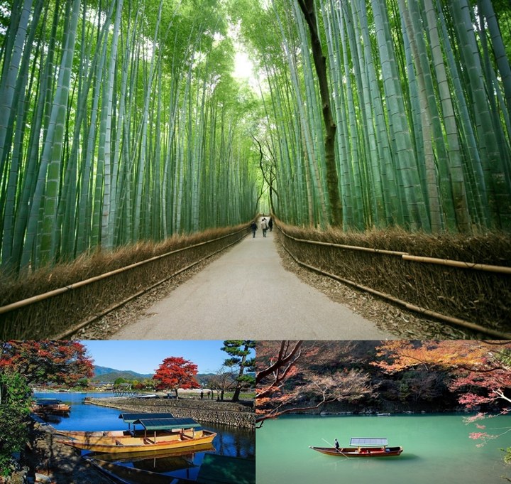 Uniknya Hutan Bambu Arashiyama