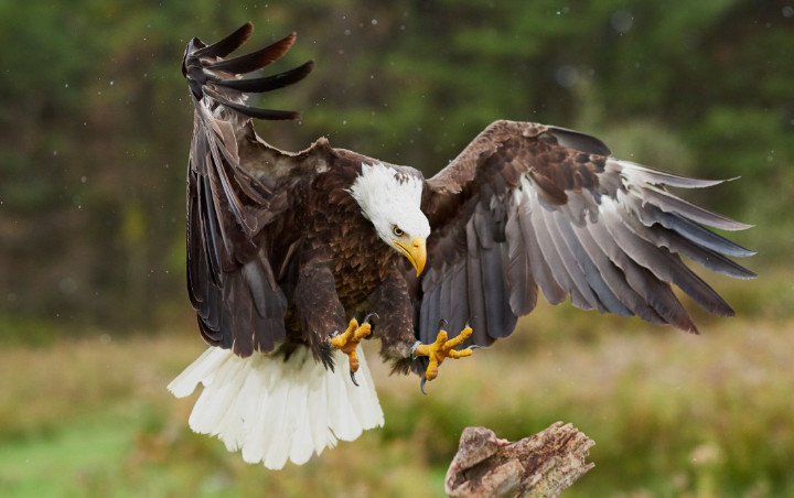 Mengenal Gambar  Burung  Garuda  sebagai Garuda  Pancasila  