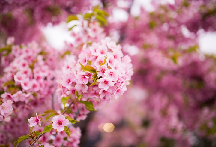 Jangan Pernah Memetik Bunga Sakura
