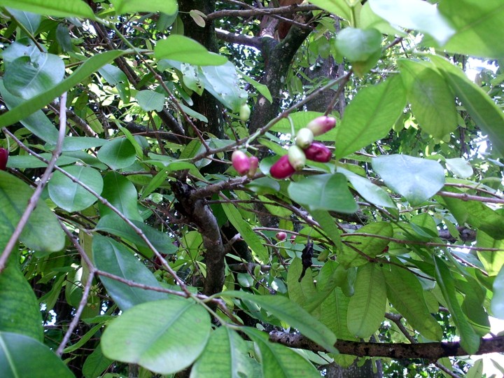 Ramuan Herbal dari Daun Jamblang