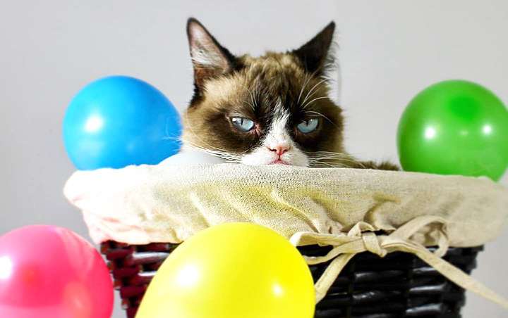 'Grumpy Cat' Si Kucing Berwajah Galak Bintang Internet Mati Karena Sakit Komplikasi