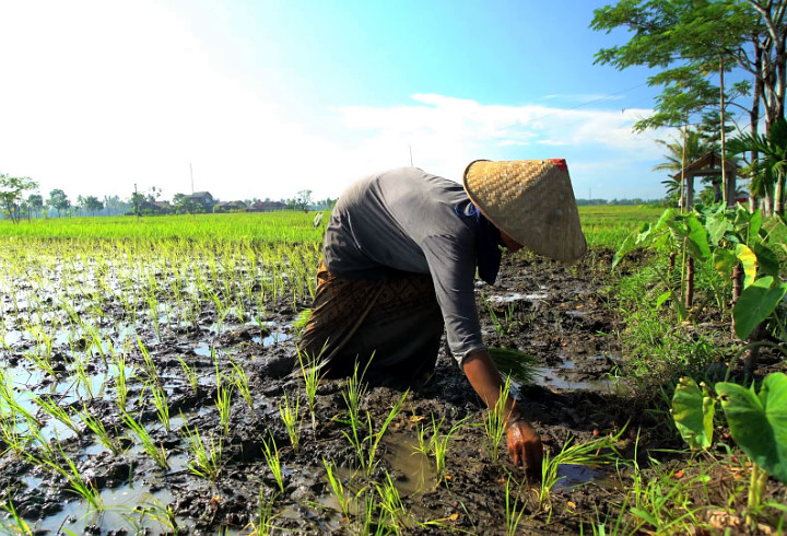 Petani Rentan Kanker Karena Bahan Kimia