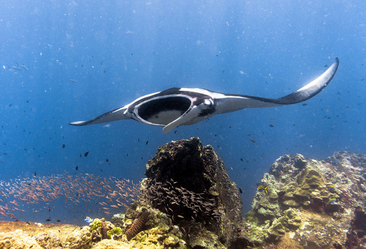  Coba Serunya Menyelam Di Pulau Komodo