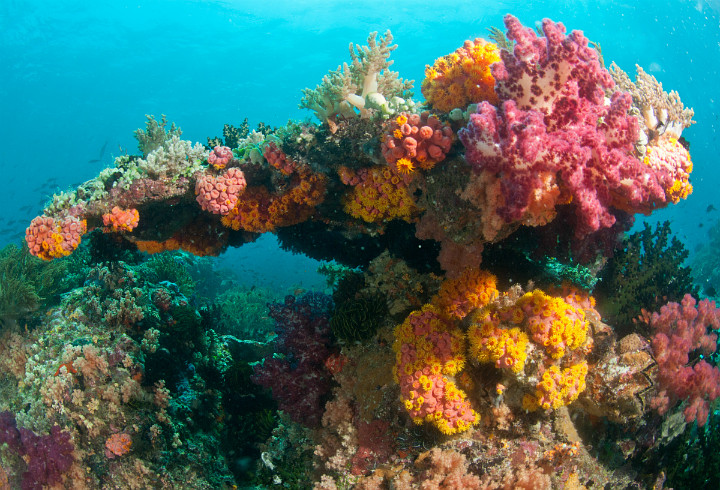 Raja Ampat Yang Sudah Terkenal Keindahan Lautnya