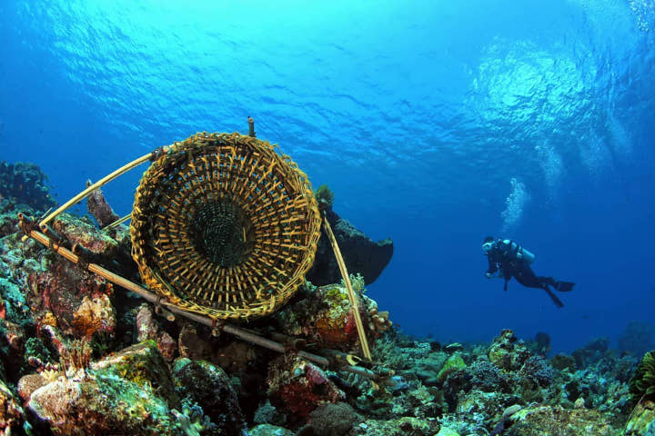  Bermain Bersama Penyu Dan Hiu Di Kepulauan Alor 