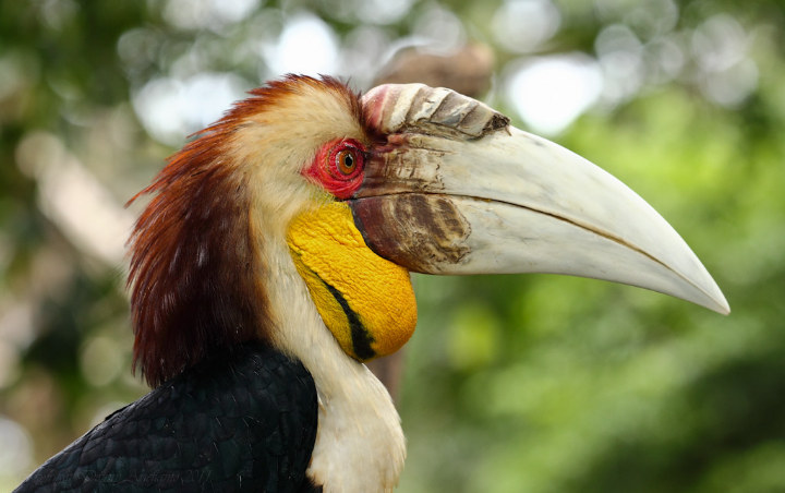 Foto Burung Langka