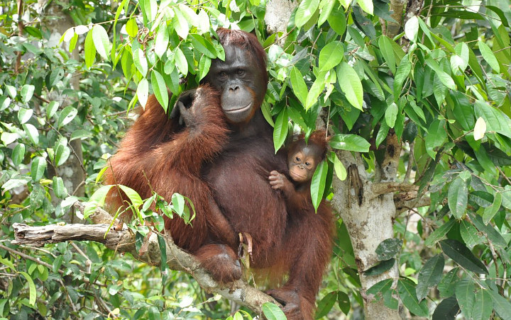 Pengelola Kebun Binatang Surabaya Bantah Keras Video Viral Keeper Pukuli Orangutan
