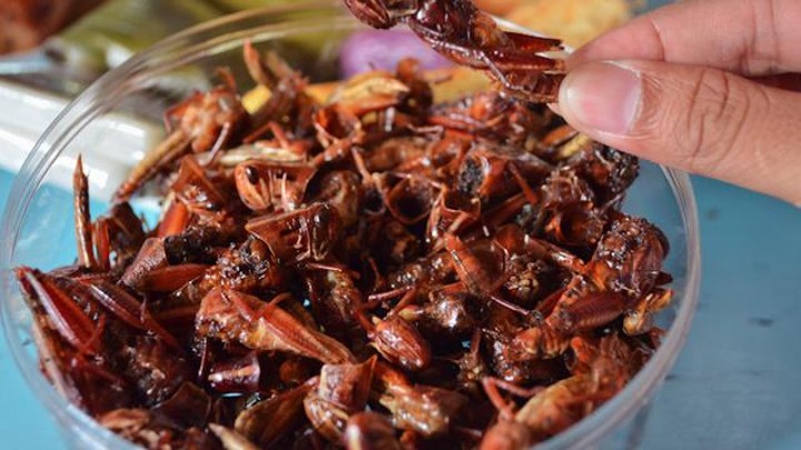 Belalang dan Kepompong Goreng Adalah Salah Satu Kuliner Ekstrem yang Lumayan Terkenal di Jogja