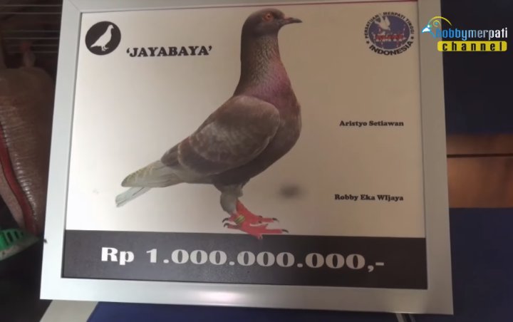 Seekor Burung Merpati Asal Bandung Laku Terjual Rp 1 Miliar