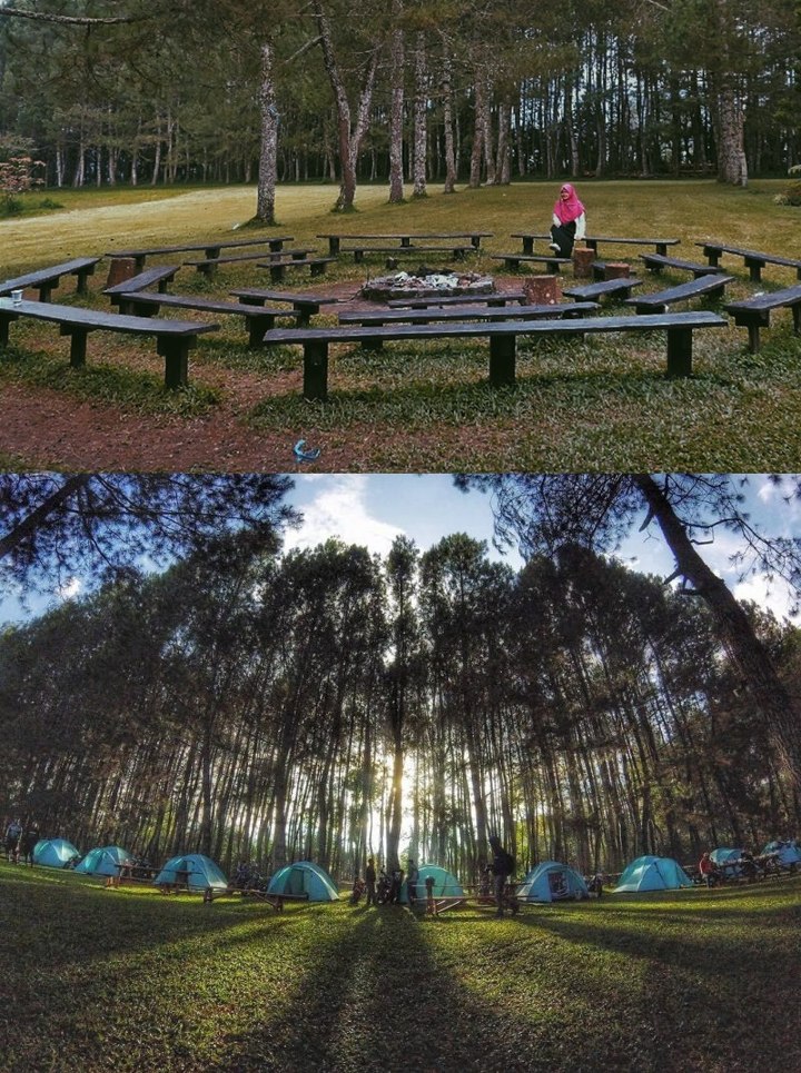 Menikmati Udara Sejuk Dan Tenang Di Tengah Hutan Pinus Di Pine Forest Lembang