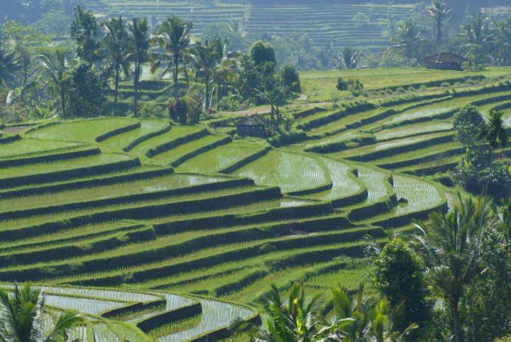 Sistem Irigasi Subak di Bali, Warisan UNESCO di Indonesia yang Sangat Indah