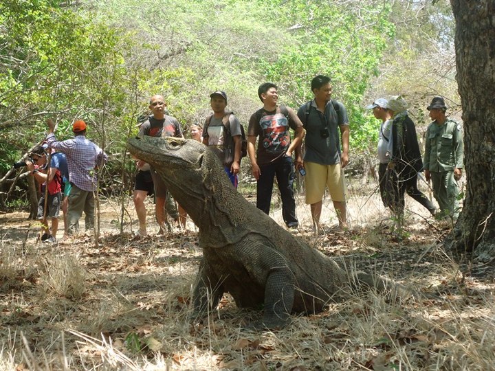 Taman Nasional Komodo, Salah Satu Wisata Hits di Mata Turis Lokal Maupun Asing