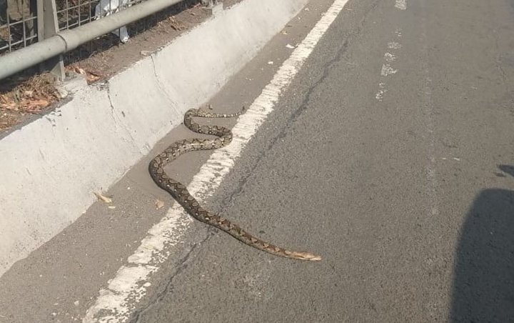 Ular Piton 2,5 Meter Berkeliaran di Tol Slipi, Warganet Justru Tanyakan Kartu E-toll