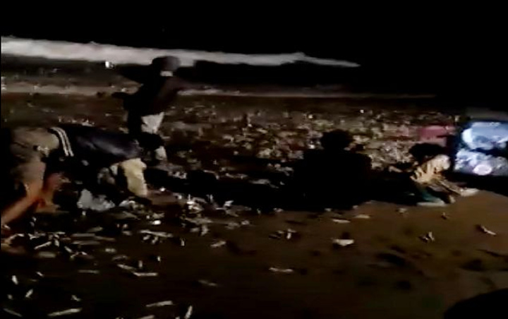 Viral Video Ribuan Ikan Terdampar Di Pantai Canggu Dikaitkan