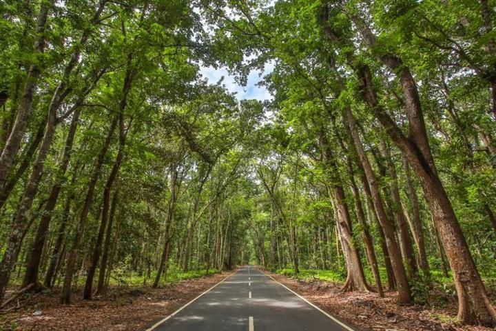 Taman Nasional Alas Purwo Yang Punya Hutan Tua Dan Diyakini Angker