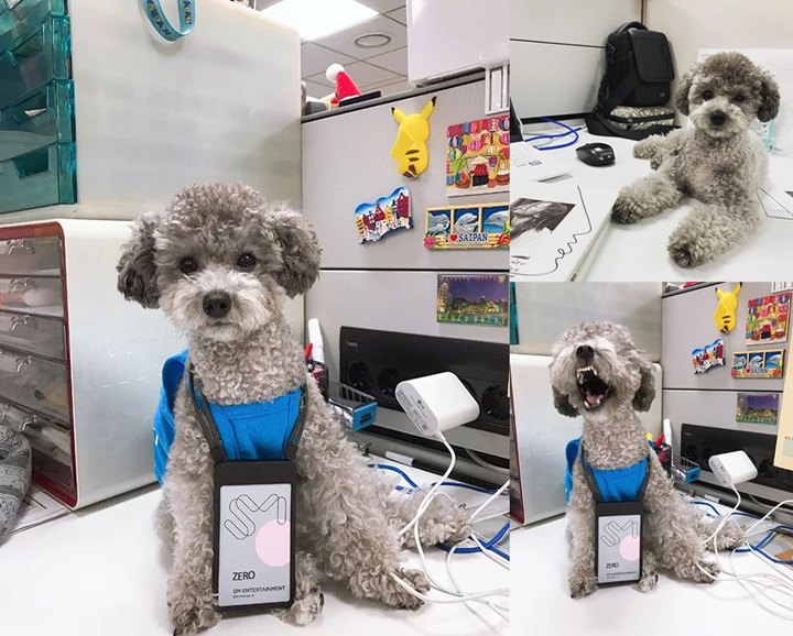 Anjing Peliharaan Tae Yeon SNSD Kini Resmi Jadi Karyawan SM Entertainment