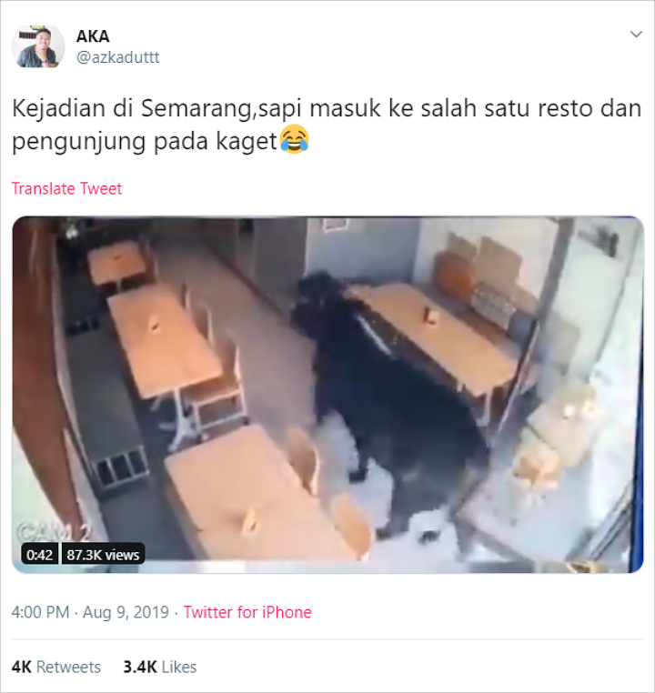 Viral Video Seekor Sapi Nekat Masuk Restoran, Diduga Tengah Cari \'Perlindungan\'