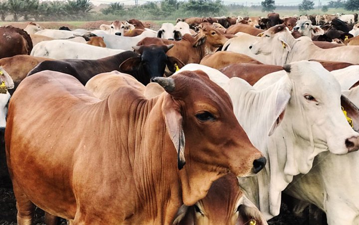 Dinas Pertanian dan Pangan Yogyakarta Temukan Ratusan Sapi Kurban Terinfeksi Cacing Hati