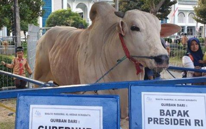 Sapi Kurban Jokowi 'Melenggang' Lewati Red Carpet Sebelum Disembelih di Masjid Al-Akbar Surabaya