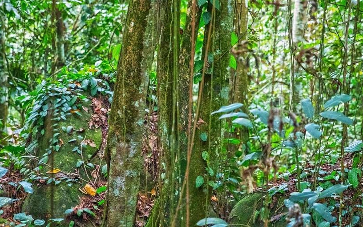 Viral Siswa SMAN 2 Palangkaraya Temukan Obat Kanker Dari Herbal Tradisional Dayak