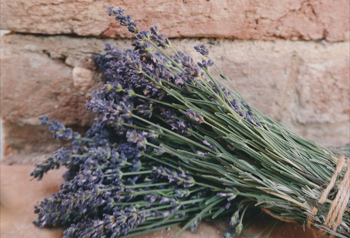 Aroma Lavender Yang Segarnya Sudah Terkenal Dari Dulu