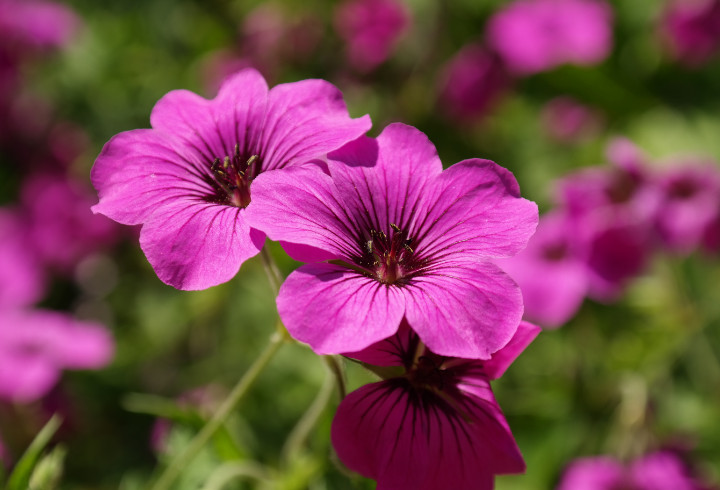 Geranium, Si Bunga Cantik Yang Bersahabat Banget Untuk Wanita