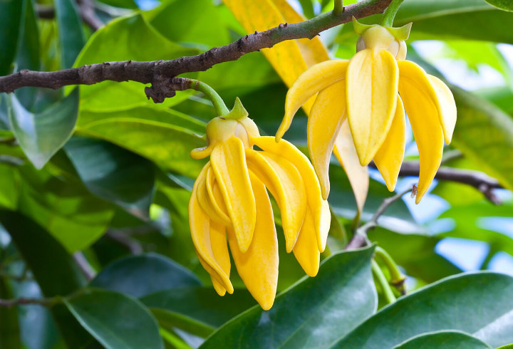 Ylang Ylang Yang Punya Wangi Khas Banget