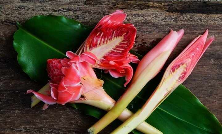 Bunga Kecombrang Yang Sudah Dilirik Oleh Chef Internasional