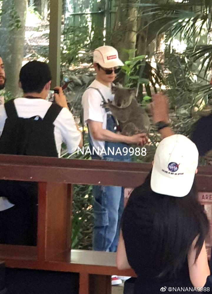 Suho dan Koala