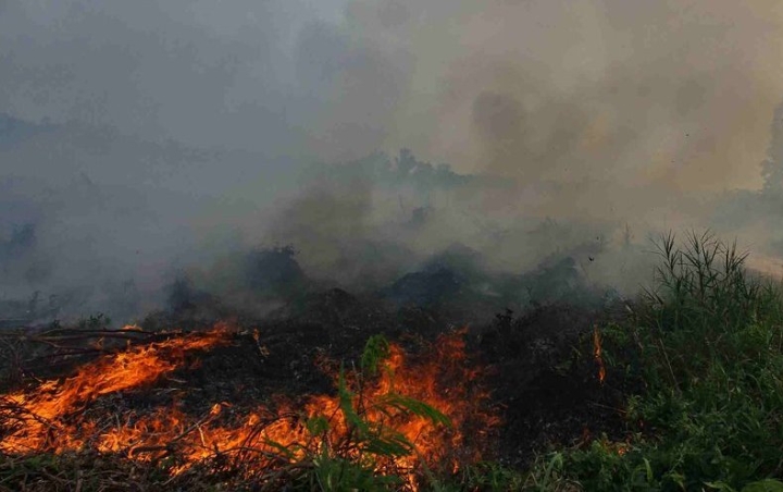 Kemenkominfo Kampanye #SawitBaik Saat Karhutla Mendera, Warganet Kompak Mengecam