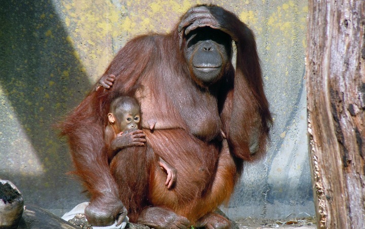 Puluhan Orangutan Terserang ISPA Akibat Kebakaran Hutan dan Lahan di Kalimantan