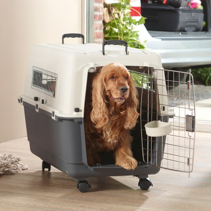 Pahami Juga Pentingnya Pet Cargo Untuk Hewan Kesayangan Kalian