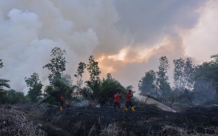 Jadi Tersangka Karhutla Riau, Manajer PT SSS Ditahan Polda