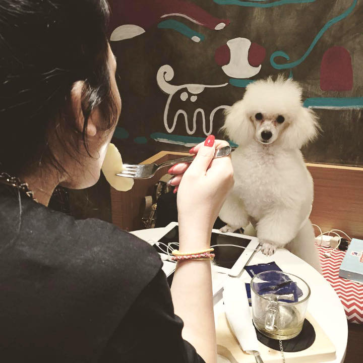 The Barkbershop Kafe Sekaligus Salon Anjing Yang Asik Banget