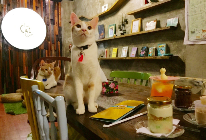 Boleh Bawa Hewan Peliharaan Berikut 8 Rekomendasi Kafe Yang Ramah Untuk Teman Berbulu Kalian