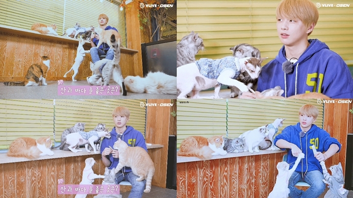 Kang Daniel Diserbu Kucing Saat Wawancara, Bikin Netizen Kebingungan Memilih