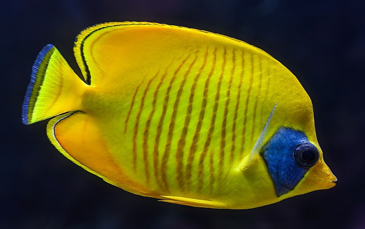 Heboh Ikan Bertuliskan Kata 'Ambon' dan 'Maluku', Ini Penjelasan LIPI