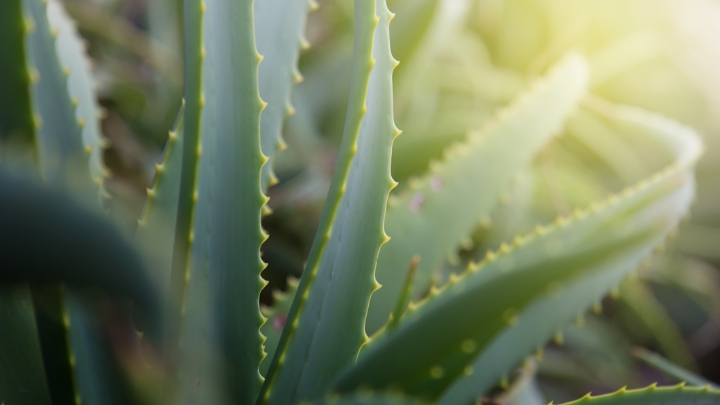 Gunakan Pelembab Terutama Yang Berbahan Aloe Vera Untuk Kulit