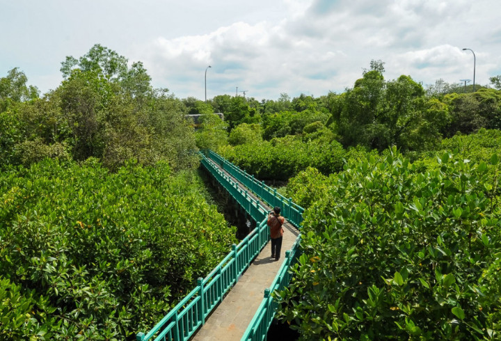 Hutan Mangrove Pantai Indah Kapuk, Hutan di Jakarta yang Mirip dengan Bali