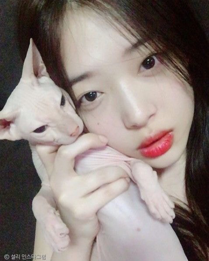 Kucing Kesayangan Sulli Kini Dirawat Kim Heechul SuJu?