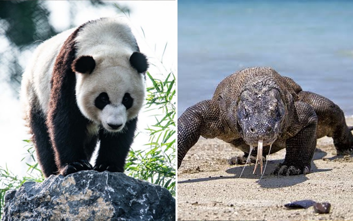 Seperti Panda Tiongkok, Komodo Bakal Disewakan?