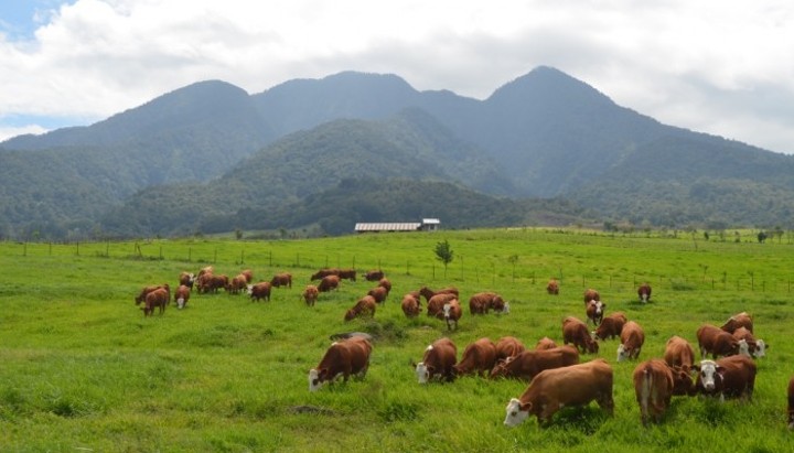 Padang Mangateh di Sumatera Barat Kerap Disebut sebagai New Zealand-nya Indonesia