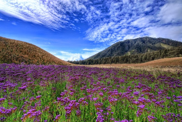 Nikmati Indahnya Hamparan Bunga Lavender Ala Perancis di Oro-Oro Ombo, Semeru