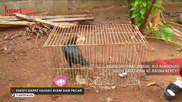 Ayam kampung Kekeyi
